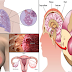 Beware of This Early And Potential Warning Signs Of Bad Cells is Growing and Spreading To Your Body