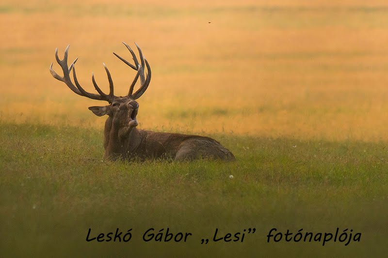       ERDŐZÚGÁS -  Leskó Gábor fotónaplója