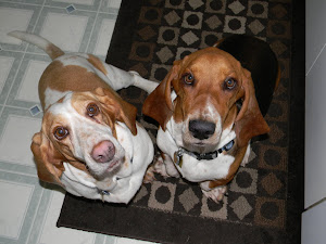 The Hounds waiting for something yummy!