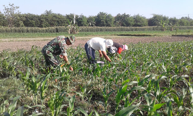 Babinsa Ceper Dampingi Petani Merawat Tanaman Jagung