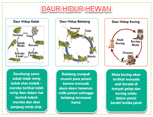 Daur Hidup