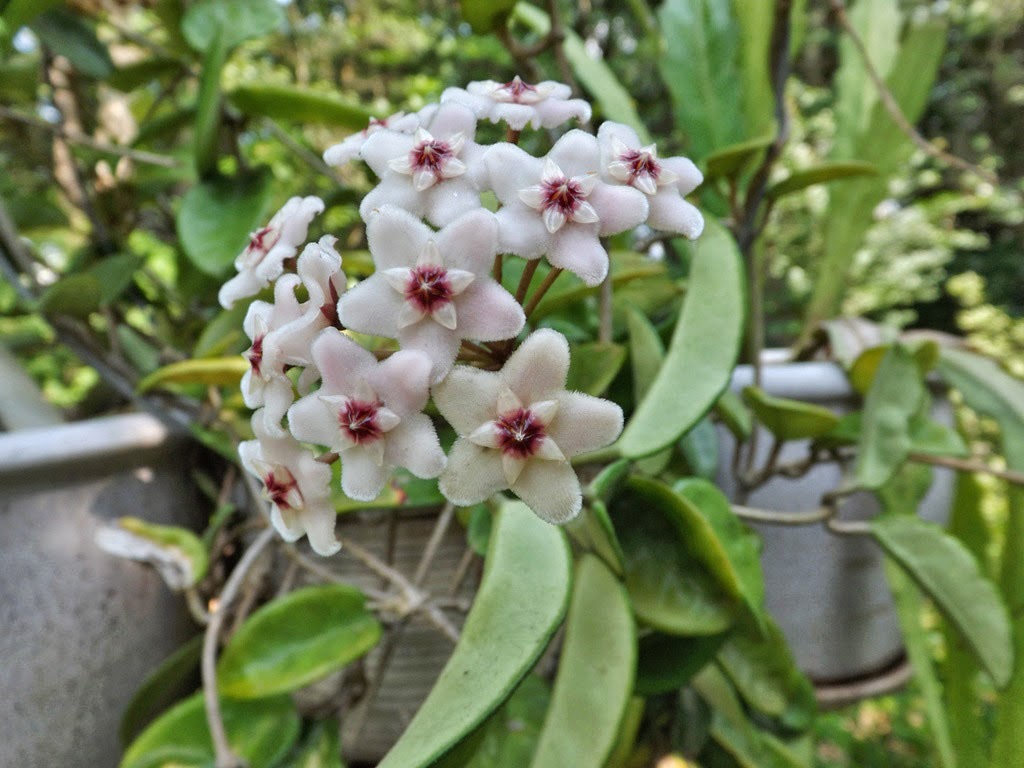 хойя карноза грей хост. карноза grey ghost. хойя грей хост grey ghost. хойя grey ghost. хойя grey ghost.