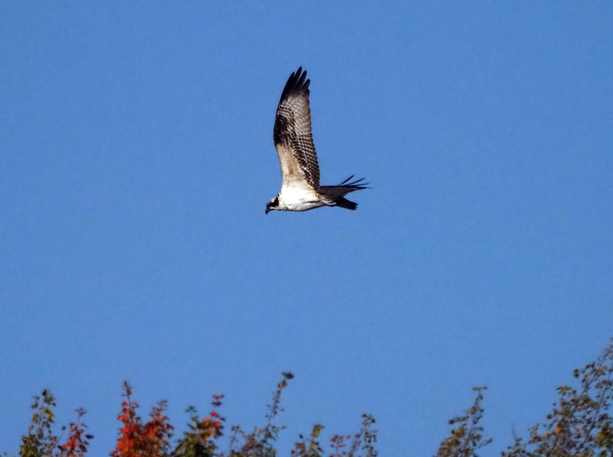 Recent Sightings Black Lake Park