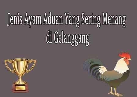 Jenis Ayam Aduan Yang Sering Menang Di Gelanggang Caracari
