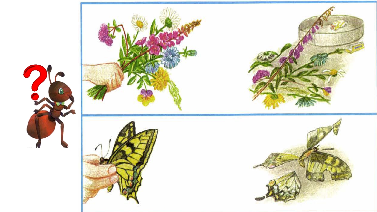 окружающий мир 1 класс цветы и бабочки. почему мы не будем рвать цветы и ловить бабочек. почему мы будем рвать цветы и ловить бабочек. почему мы будем рвать цветы и ловить бабочек. бабочка желтушка и лимонница.