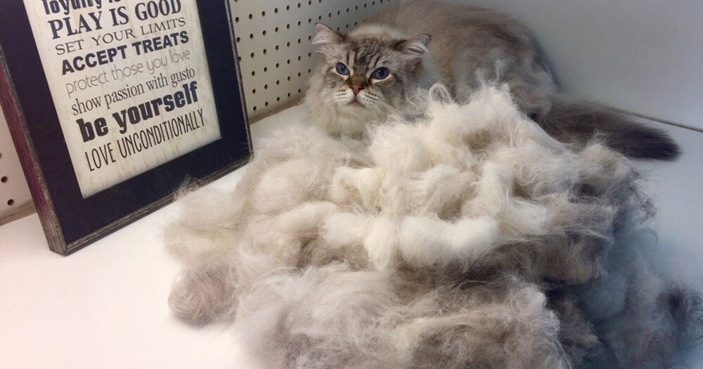 sparklecatgroomingsg Cat grooming in cheap price