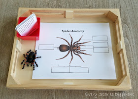 Parts of a Spider Activity