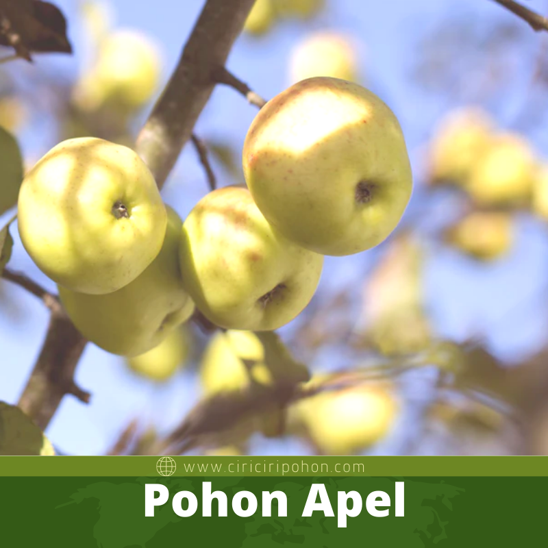 Pohon Apel