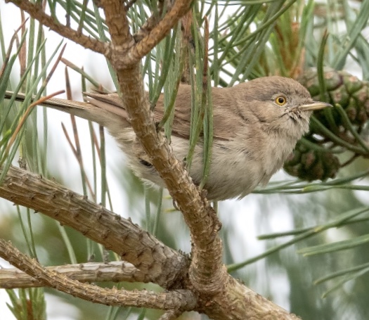 ASIAN DESERT WARBLER-HOLY ISLAND-NORTHUMBERLAND-16TH JUNE 2020