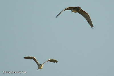 Martinets de nit (Nycticorax nycticorax)