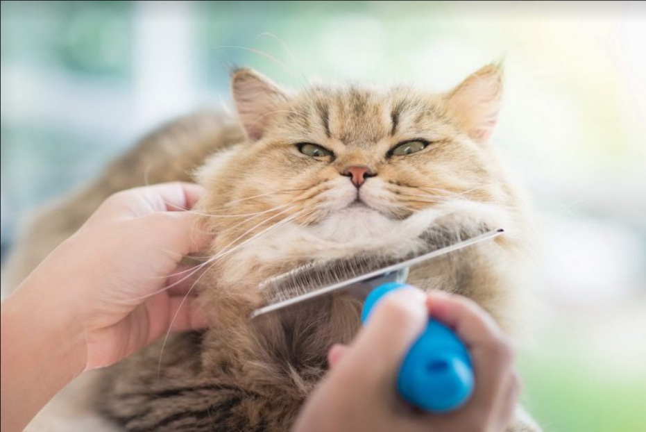 Maryland Cat Groomer