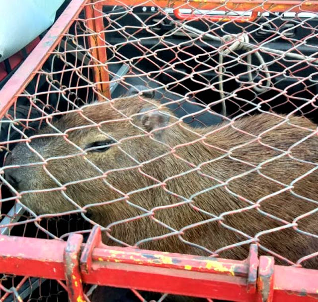 Capivara é capturada pelos Bombeiros no centro de Adamantina Capivara é capturada pelos Bombeiros no centro de Adamantina