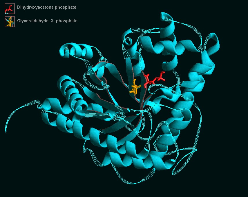 World of Biochemistry (blog about biochemistry) Glycolysis (enzymes of