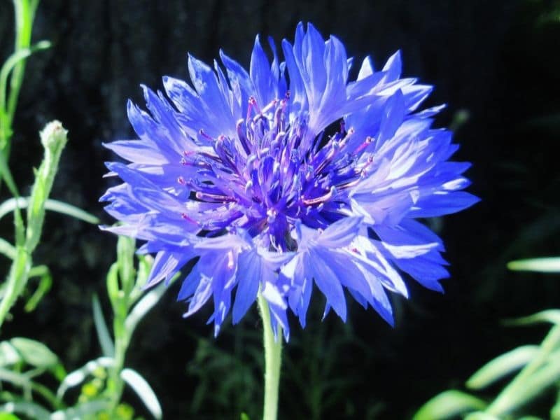 Start with B 28 Flowers Names and Types with Pictures