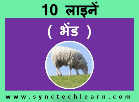 10 lines on Sheep in Hindi - Bhed par nibandh ( भेड़ पर छोटा और आसान निबंध )