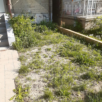 Belgravia Toronto No Lawn Front Garden Installation Before by Paul Jung Gardening Services--a Toronto Organic Gardener