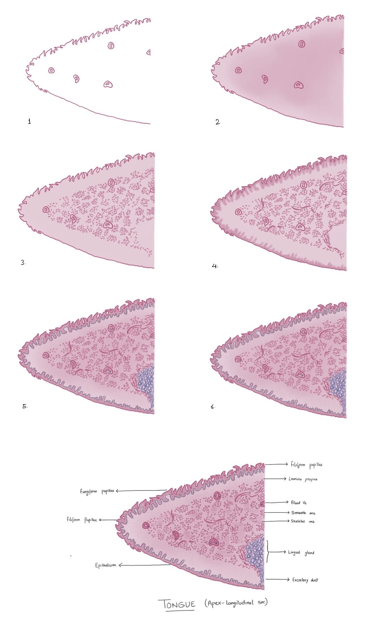 Tongue (Apex longitudinal Section)