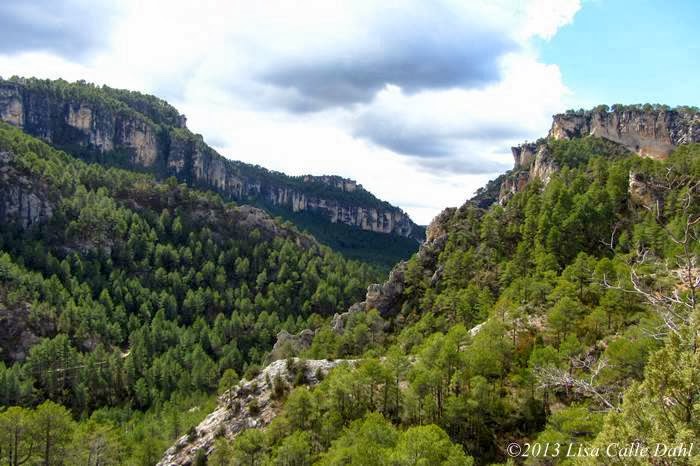 Descubriendo hojas La Povedilla