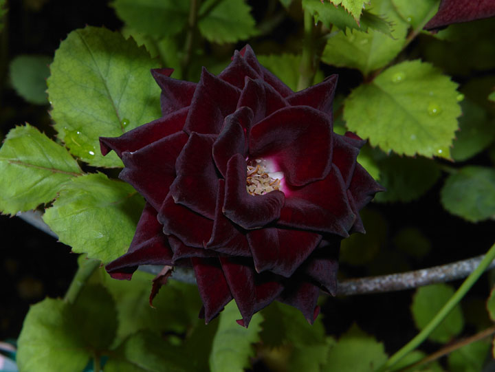 Roses Black Rose Update