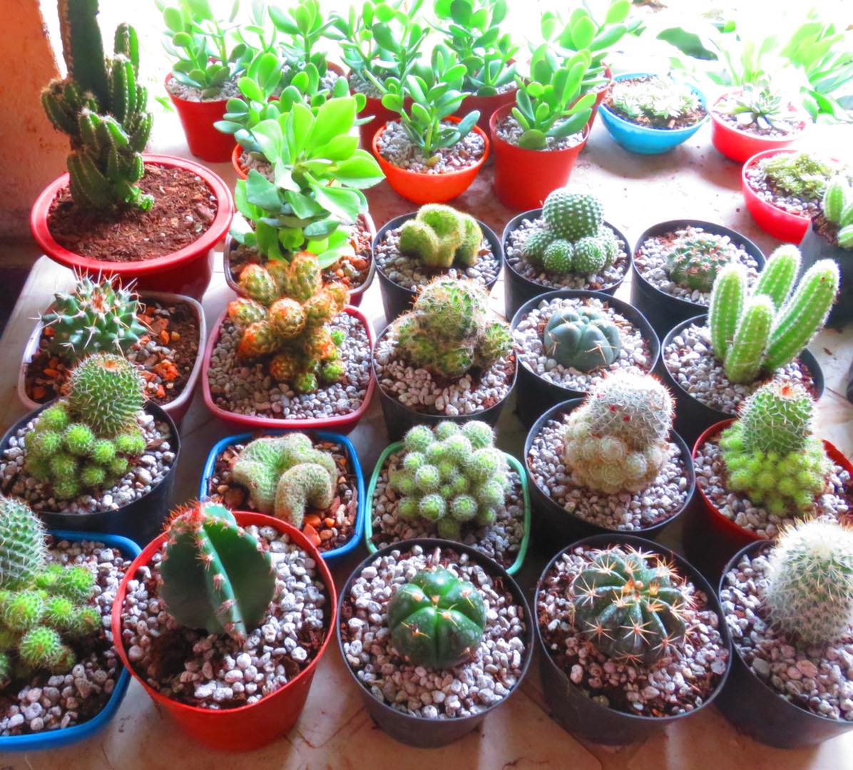 Succulents Cebu and Cactus Collection Cassiel's Succulent World Some
