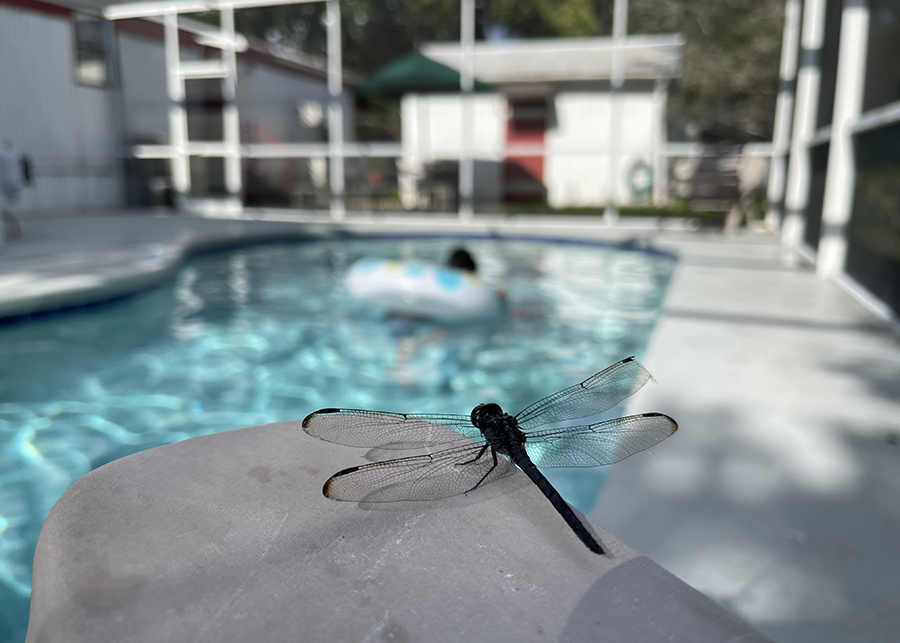Poolside Dragonfly