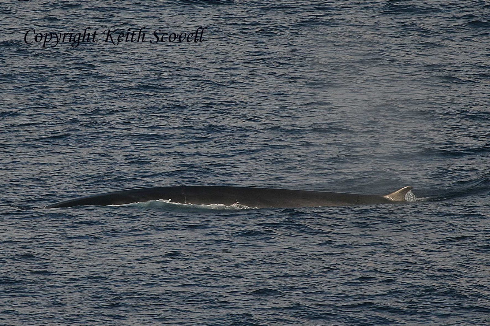 Keith Scovell's Wild Life Bay of Biscay