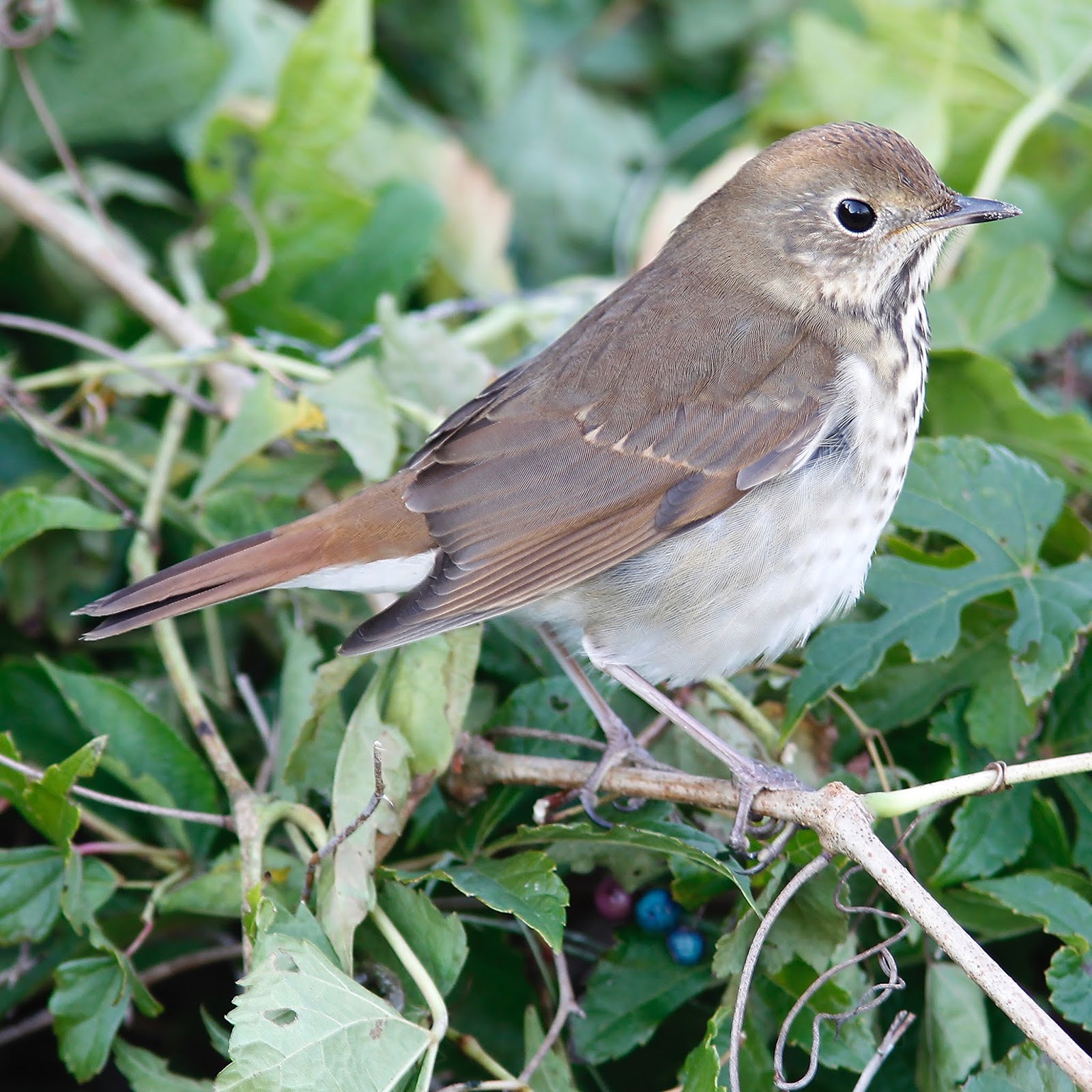 STOKES BIRDING BLOG: Hermit Thrushes have returned!!
