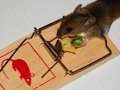 free cheese in a mouse trap with a mouse caught