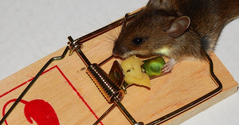 Careful... mouse in a sprung mouse trap. 