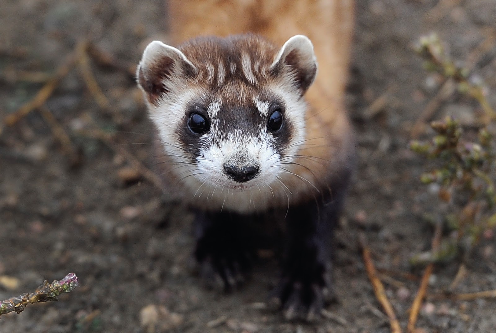 Group 2 The BlackFooted Ferret by Amanda Braga