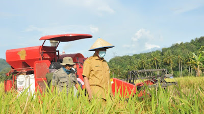  Gubernur Sumbar Hadiri Panen Raya Padi di Desa Talawi Hilie