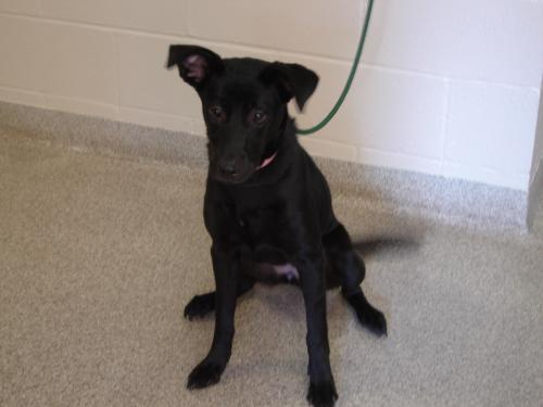 Black Jack The Dog Thief Black Jack The Dog Thief