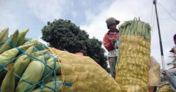 Cara Merancang Budidaya Tanaman Pangan Ilmucerdasku
