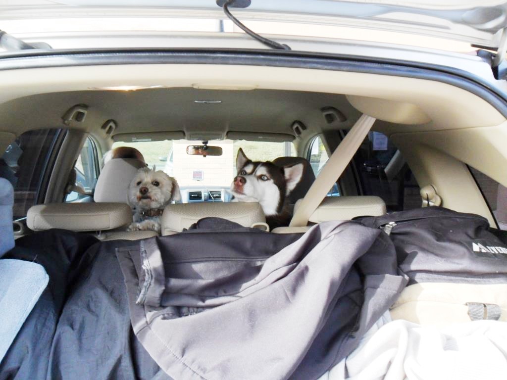 Dogs Luv Us and We Luv Them 100 Places To See With Your Dog ROSWELL