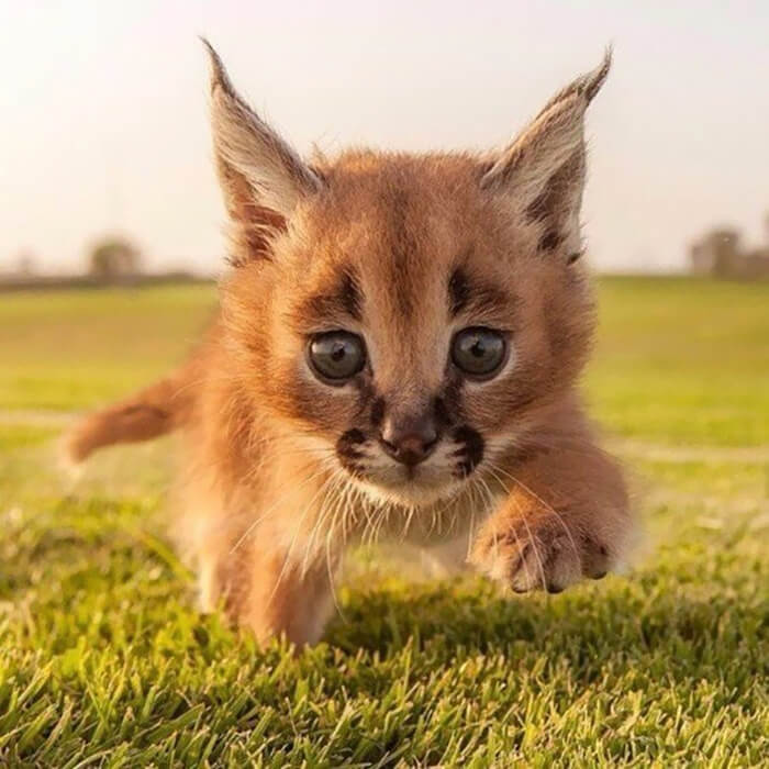 Beautiful Pictures Of Baby Caracals, One Of The Most Gorgeous Cat Species Ever