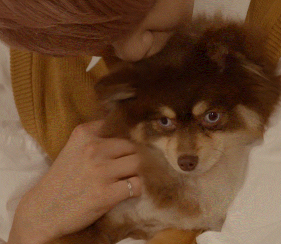 어제자 댕댕이랑 만난 인간 댕댕이 남돌 | 인스티즈