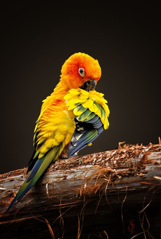 Sun Conure (Aratinga solstitialis) | Our World’s 10 Beautiful and Colorful Birds