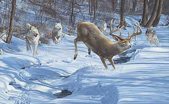 whitetail prey scot coyotes