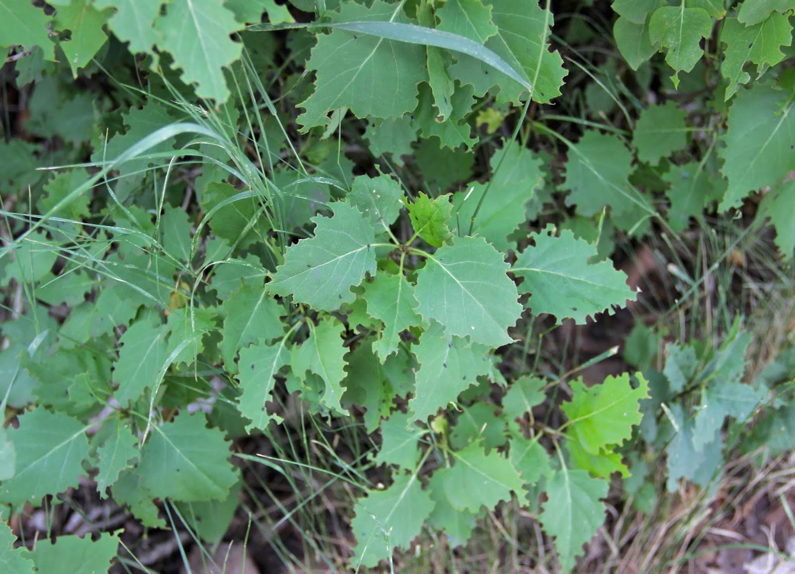 In the Company of Plants and Rocks Lilac Leaf Munchers Revealed
