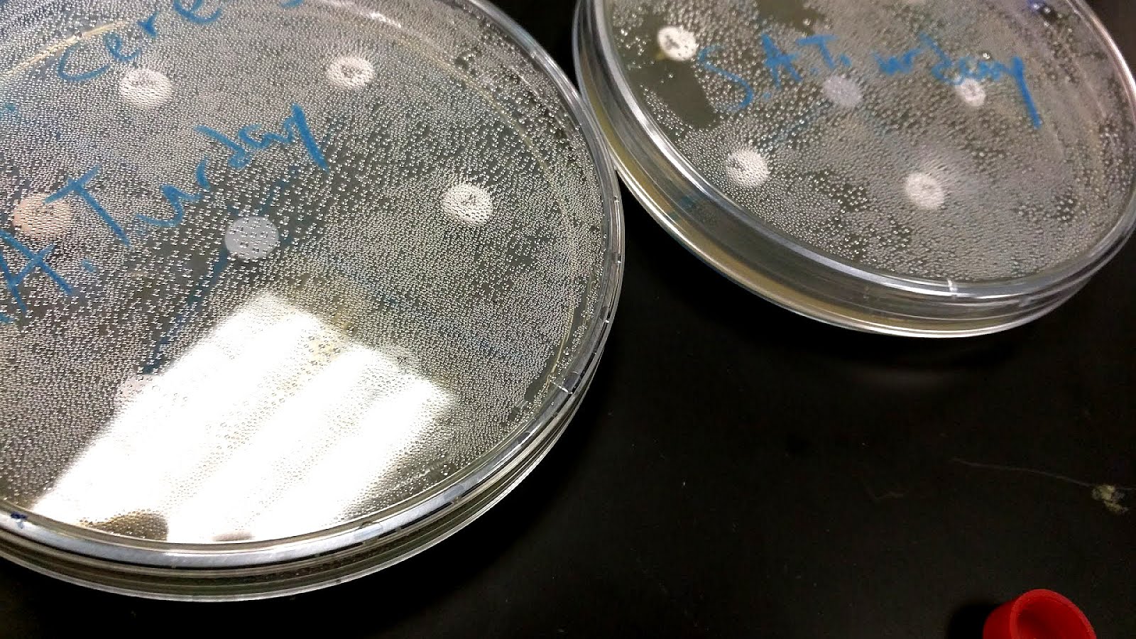 Area Of A Petri Dish Dish Choices