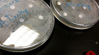 Area Of A Petri Dish