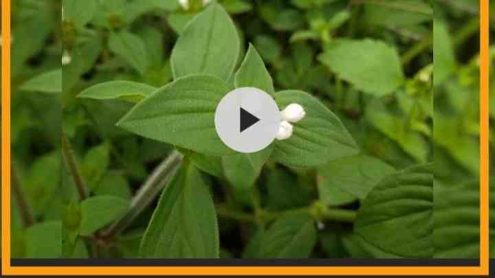 Cara menghapus tulisan di video di Android