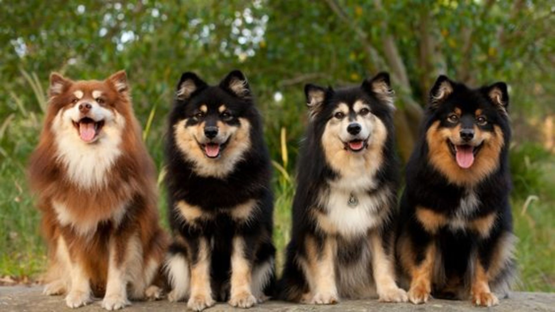 Dişi veya Erkek En Güzel Köpek İsimleri »
