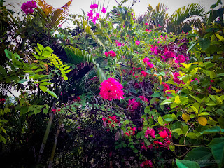 Sweet Beachfront Garden Of Red Bougainvillea Plant Flowers In The Dusk Sunshine At The Village Umeanyar North Bali Indonesia