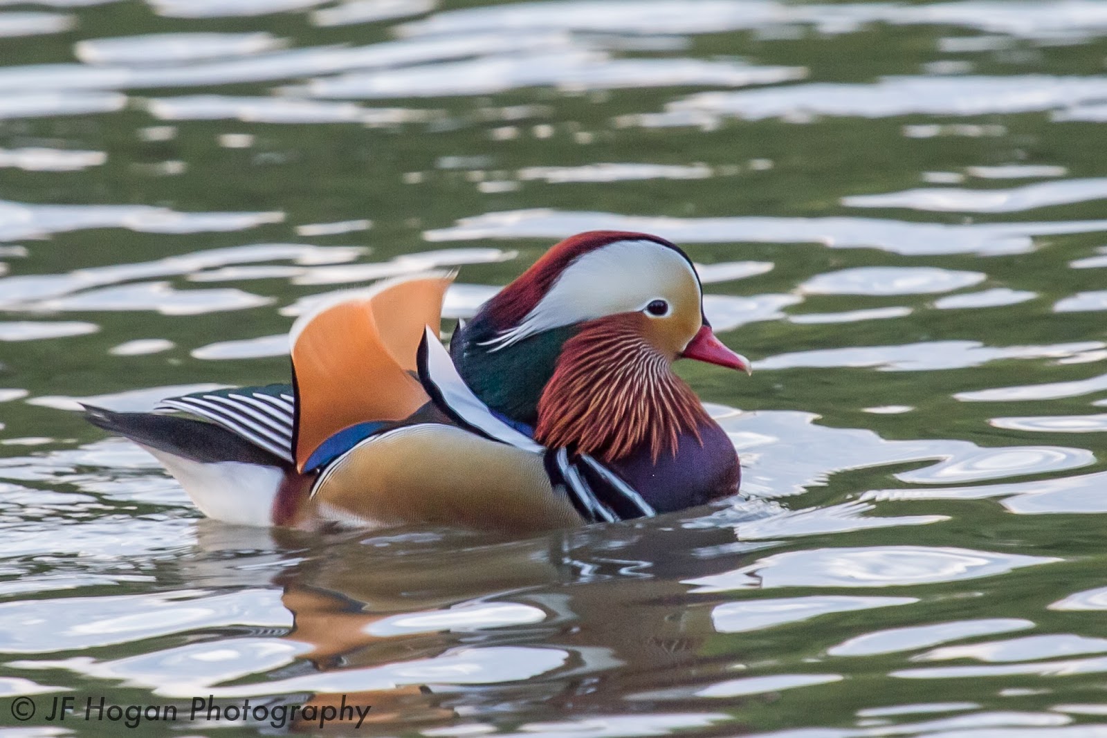 JF Hogan Photography Rare Sighting In Texas.