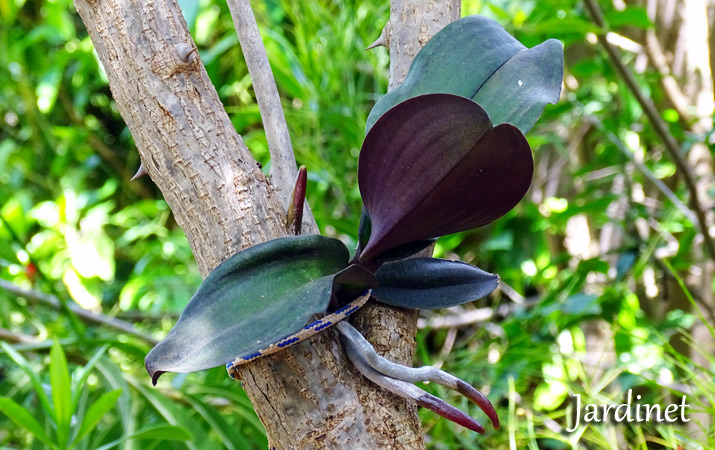Replante das orquídeas nas árvores - Jardinet