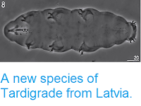 http://sciencythoughts.blogspot.co.uk/2014/05/a-new-species-of-tardigrade-from-latvia.html