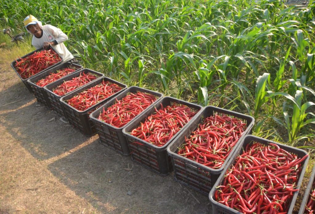 budidaya cabe nasa