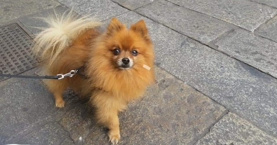 TORNA L'INCUBO DEI FURTI DI CANI DI RAZZA NELLE CASE E NEI PARCHI