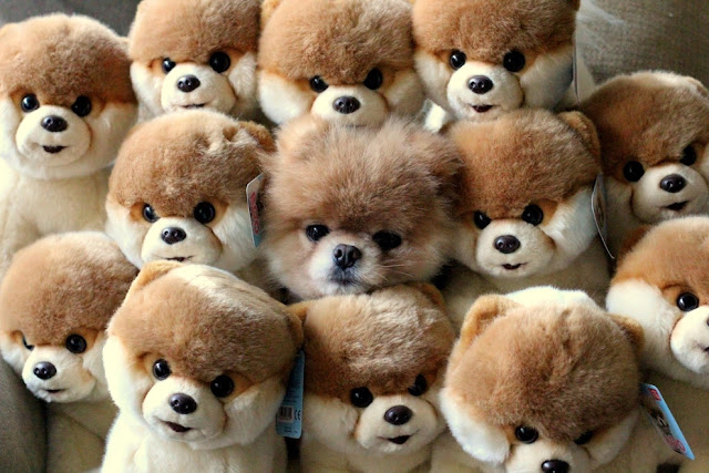 A cute dog and stuffed dogs, funny dog, cute dog picture, impostor dog